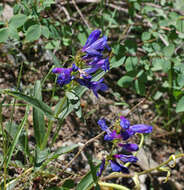 Image of blue penstemon