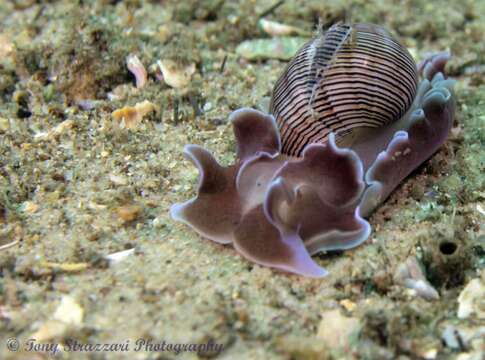 Sivun Hydatina physis (Linnaeus 1758) kuva