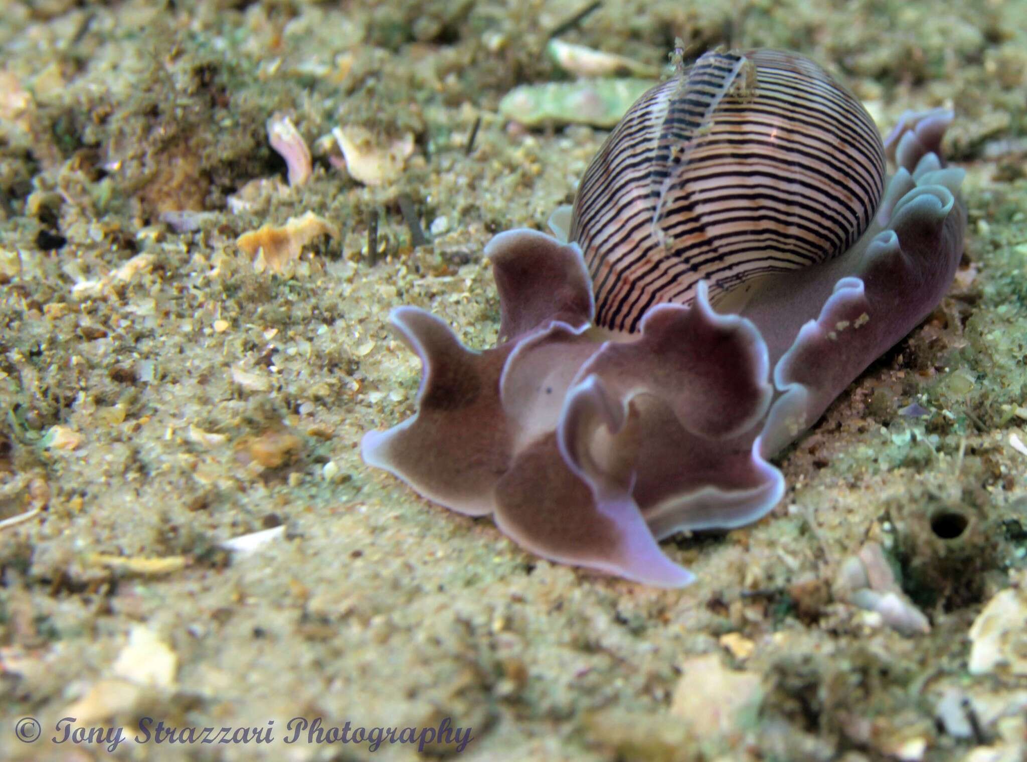 Слика од Hydatina physis (Linnaeus 1758)