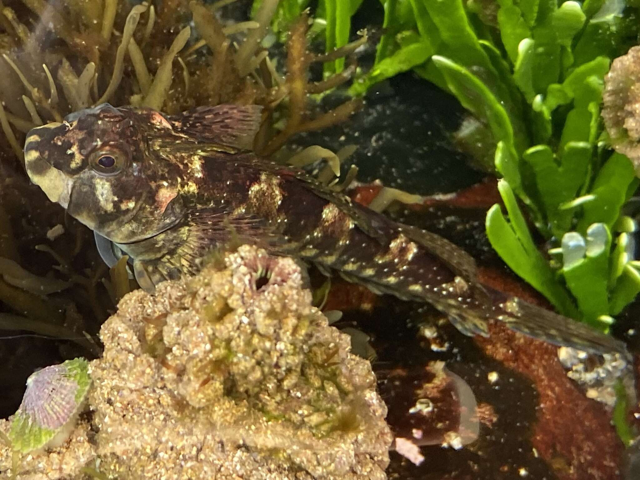 Image of Eastern Jumping Blenny