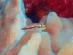 Image of Lined Triplefin