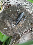 Image of capricorn beetle