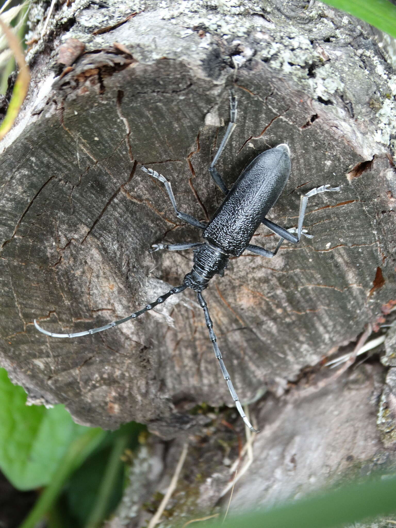 Image of capricorn beetle