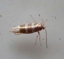 Imagem de Argyresthia trifasciata Staudinger 1871