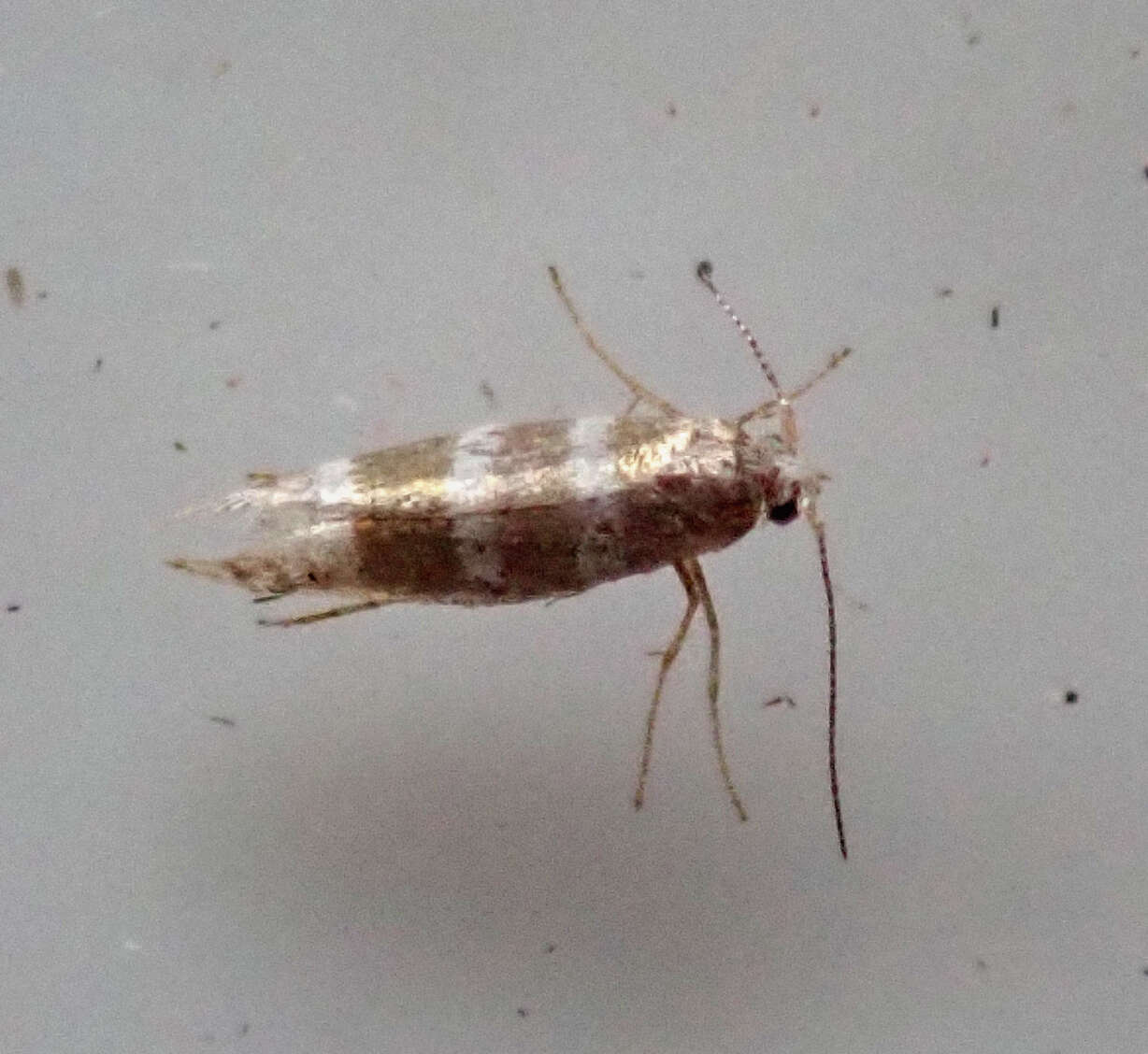 Imagem de Argyresthia trifasciata Staudinger 1871