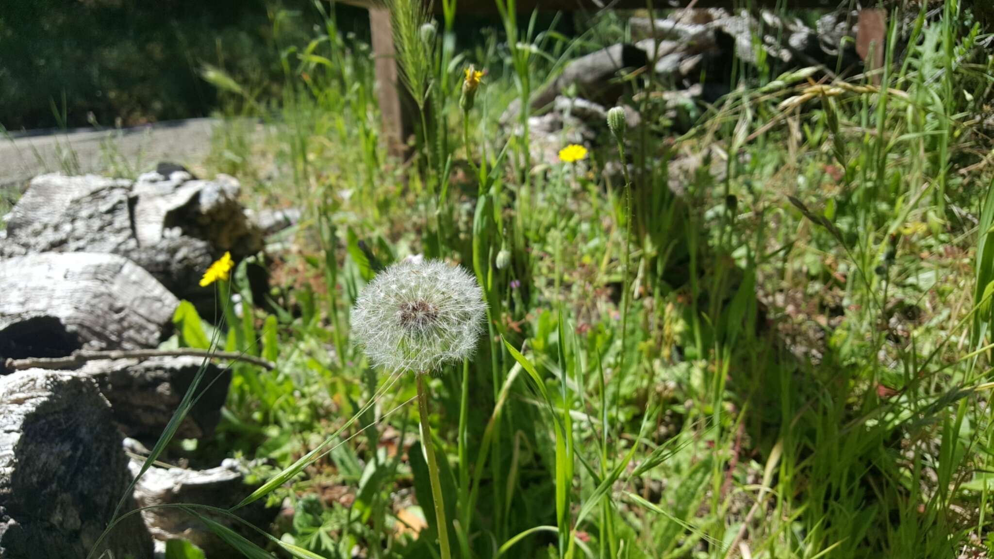 Слика од Taraxacum erythrospermum Andrz. ex Bess.