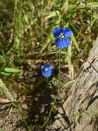 Commelina agrostophylla F. Muell.的圖片