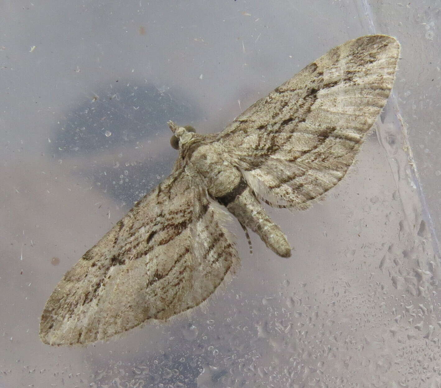 Слика од Eupithecia phoeniceata Rambur 1834