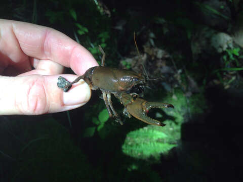 Image of Appalachian brook crayfish