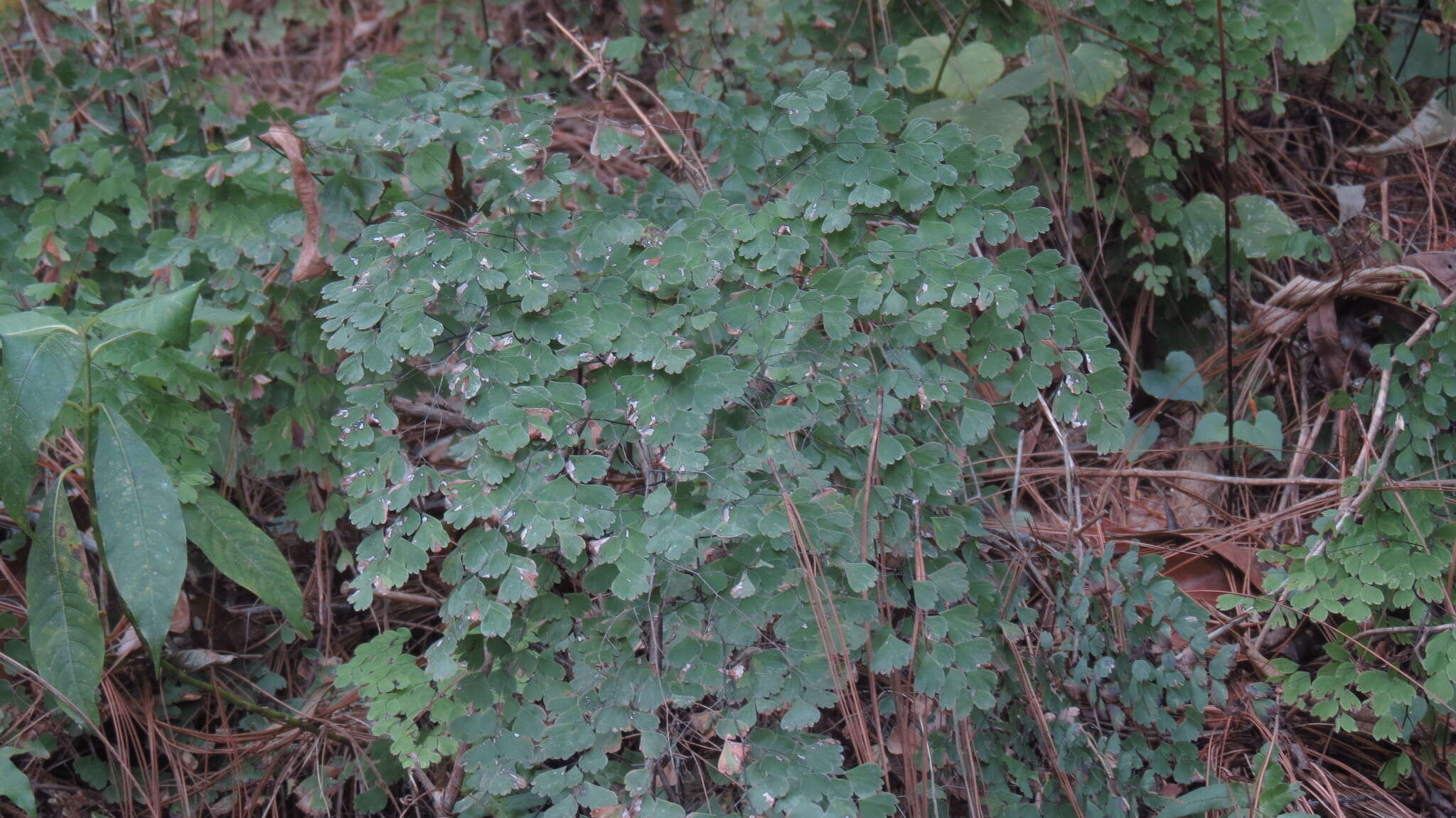 Adiantum andicola Liebm.的圖片