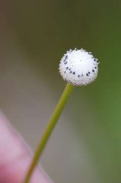 صورة Eriocaulon decangulare L.