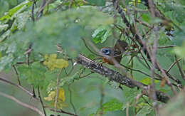 Image of Spot-necked Babbler