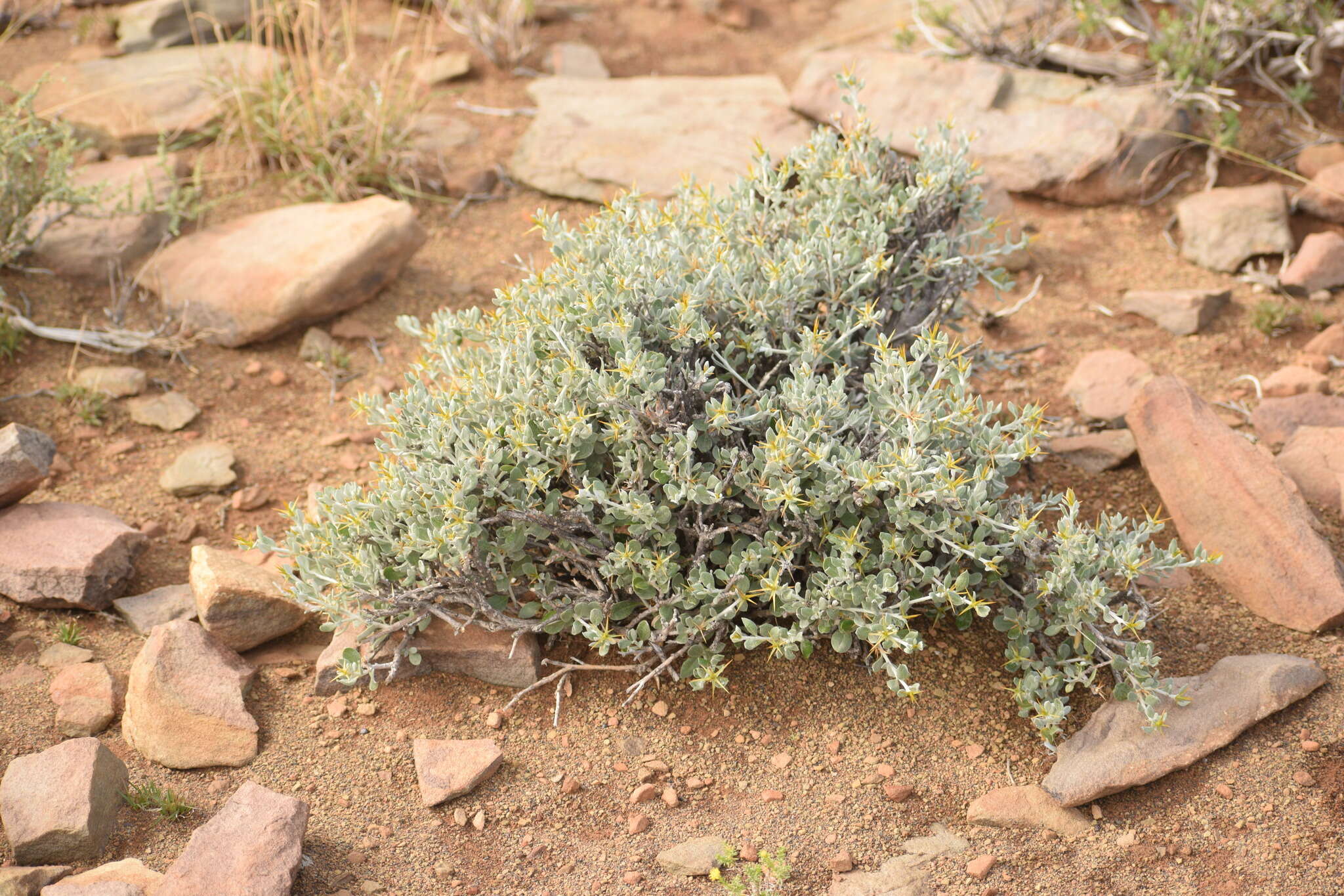 Image of Macledium spinosum (L.) S. Ortiz