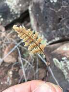 Sivun Myriopteris gracilis Fée kuva