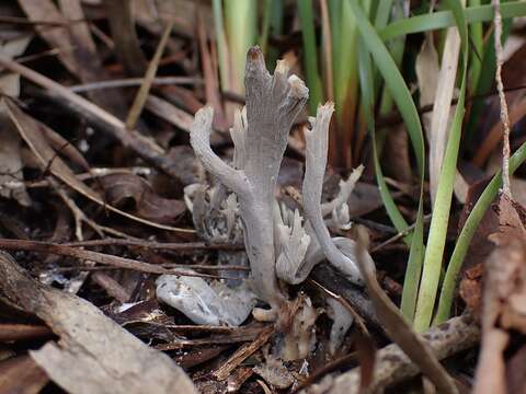 Image of Clavulina tasmanica (Berk. ex Cooke) Corner 1950