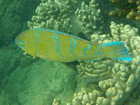 Image of Blue Trim Parrotfish