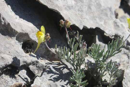 صورة Linaria supina (L.) Chaz.