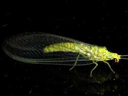 Image of Calochrysa