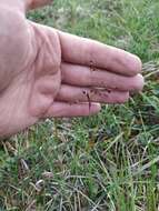 Image of Wahlenberg's Wood-Rush