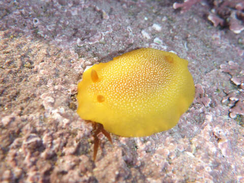 Image of Doriopsilla albopunctata (J. G. Cooper 1863)