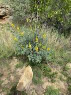 Image de Crotalaria argyraea Baker