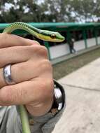 Image of Mexican Parrot Snake