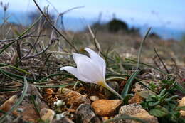 Image de Colchicum triphyllum Kunze