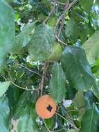 صورة Napoleonaea imperialis P. Beauv.