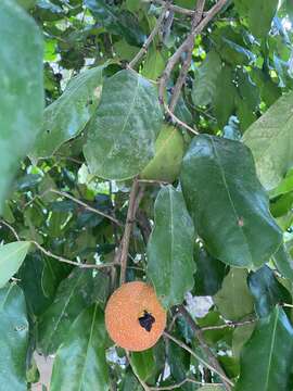 Napoleonaea imperialis P. Beauv.的圖片