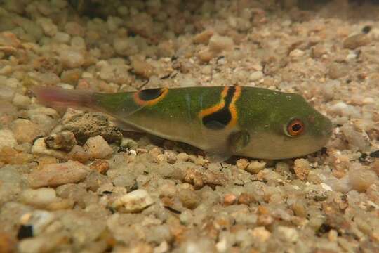 Image of Ocellated Puffer