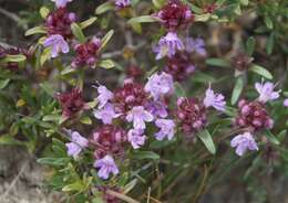 Image of Thymus littoralis Klokov & Des.-Shost.