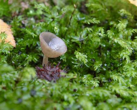 Imagem de Helvella macropus (Pers.) P. Karst. 1871