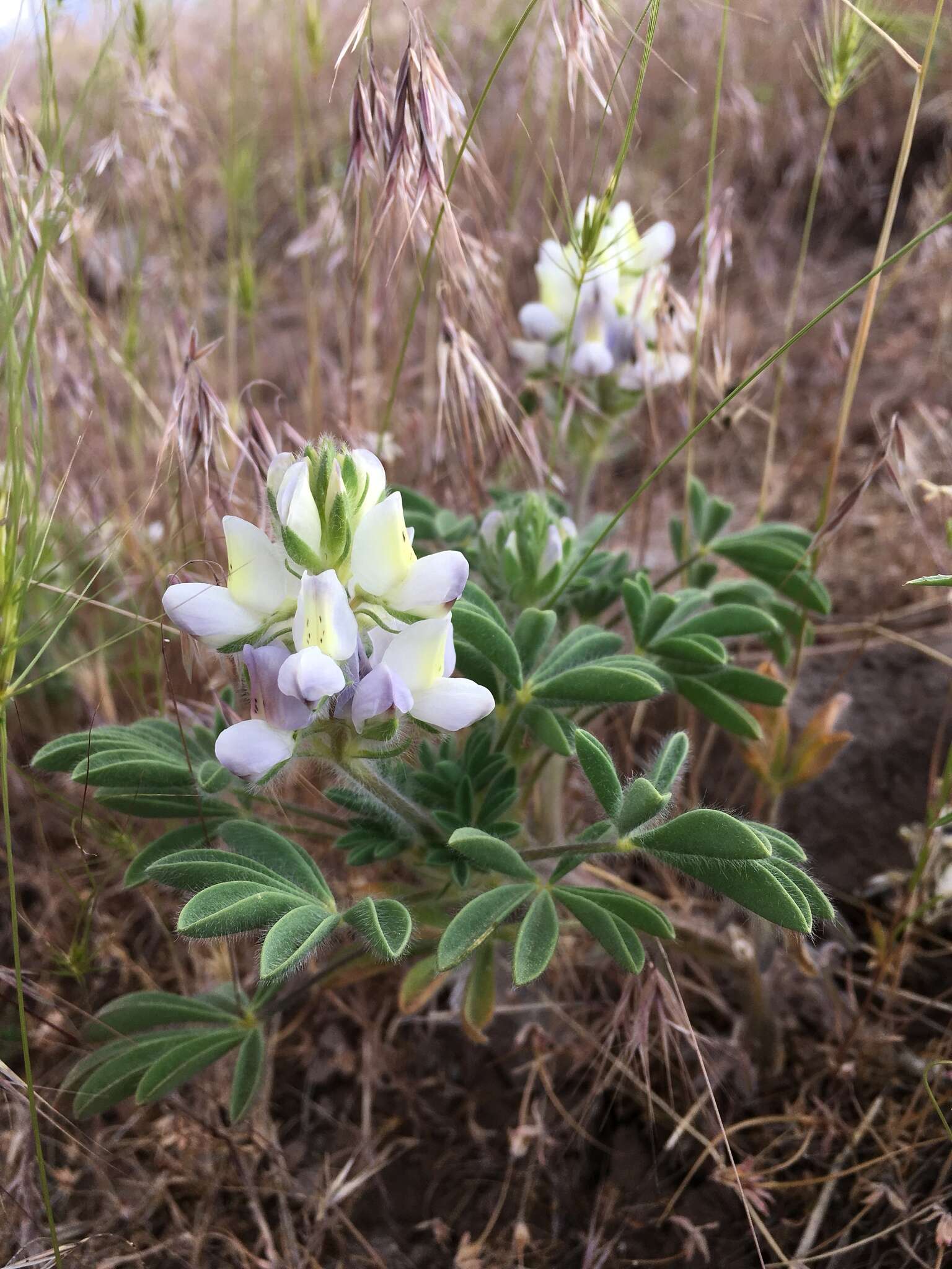 Lupinus malacophyllus Greene resmi