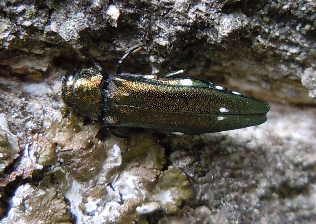 Image of Oak Splendor Beetle