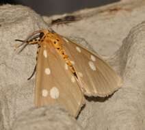 Image of Tinolius hypsana Swinhoe 1889