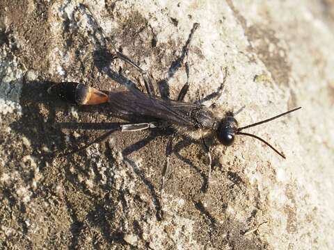 Image of Ammophila sabulosa (Linnaeus 1758)