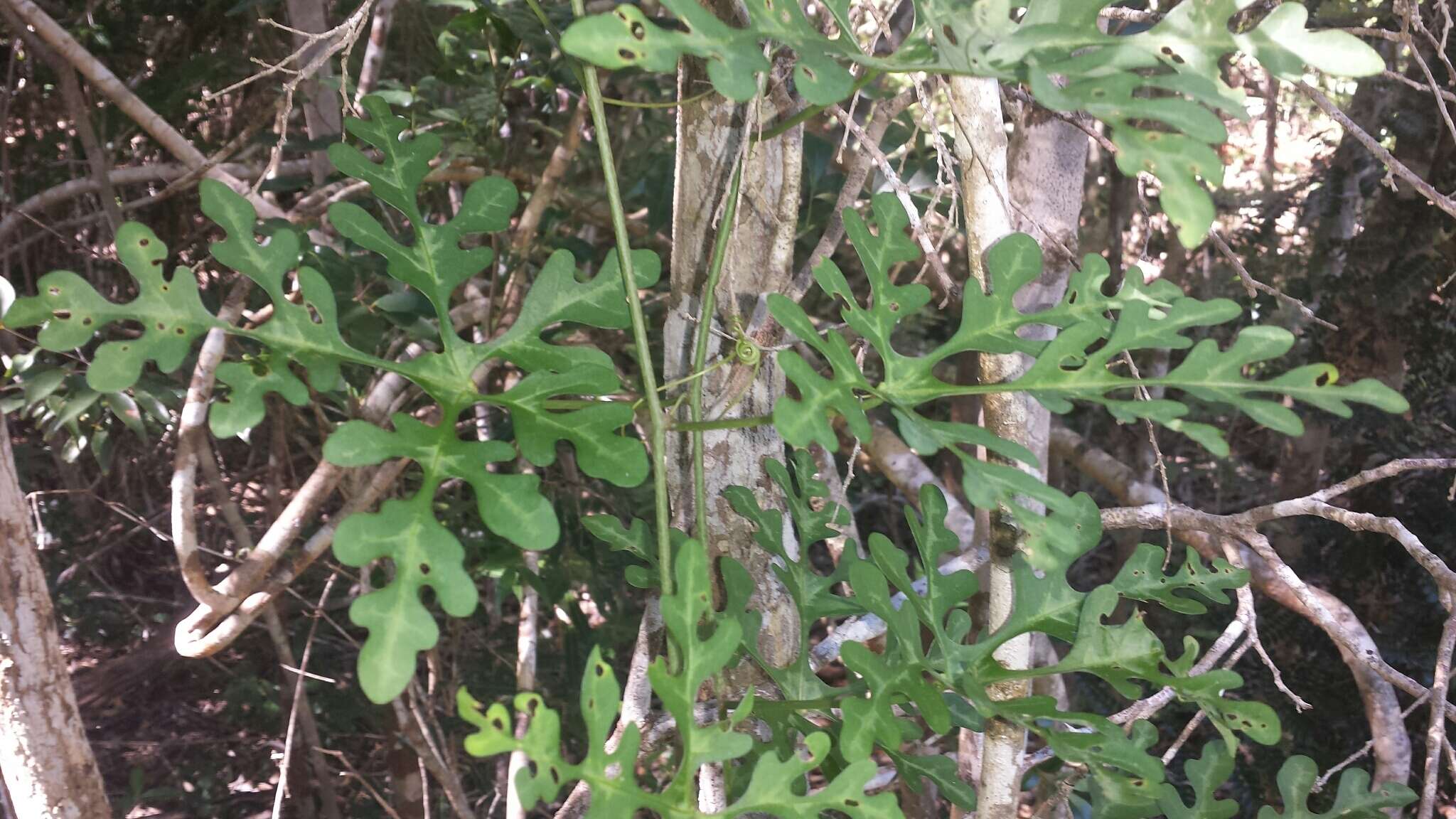 Image of Adenia perrieri Clav.