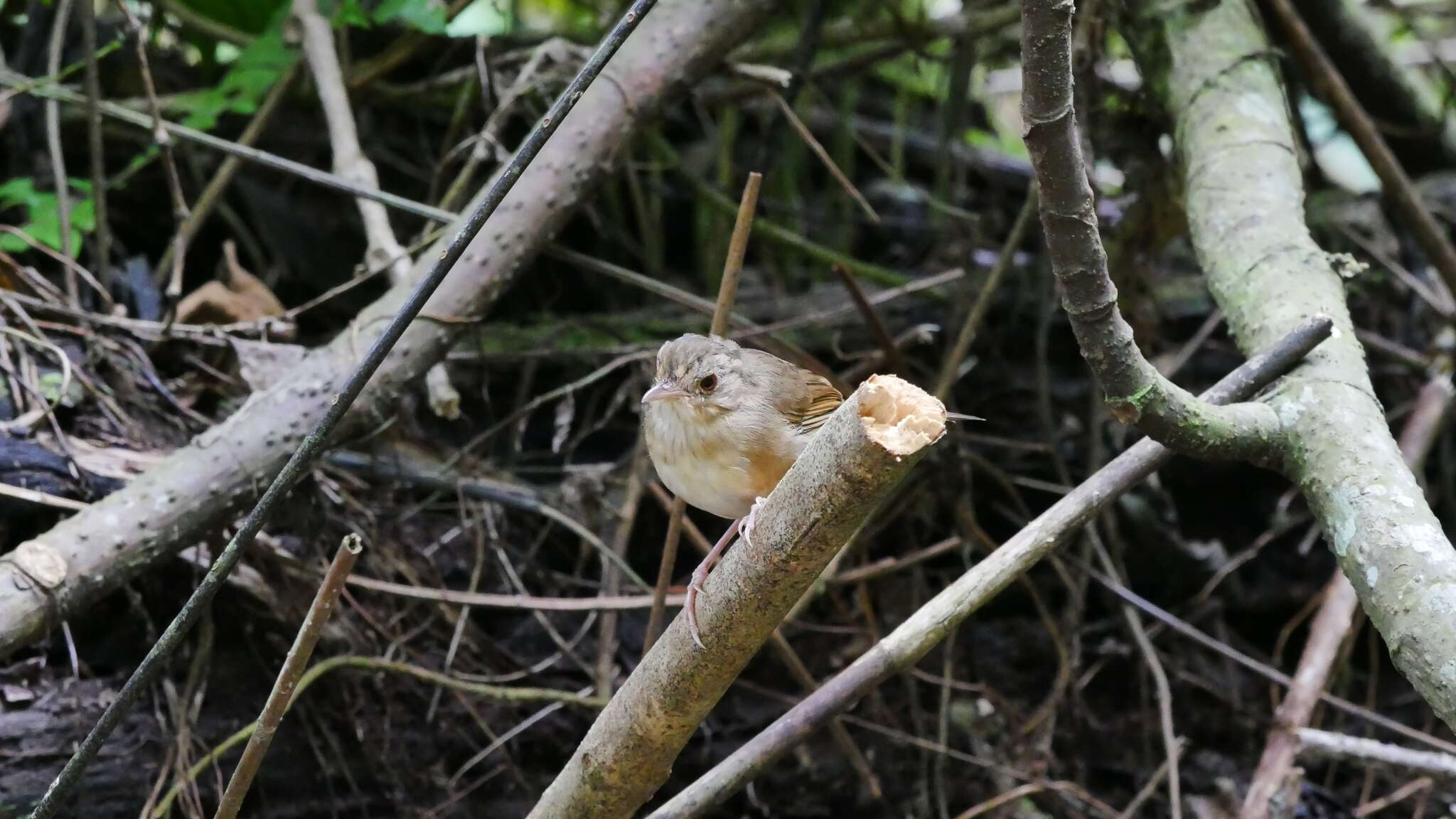 Image of Buff-breasted Babbler