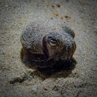 Image of Southern Bobtail Squid