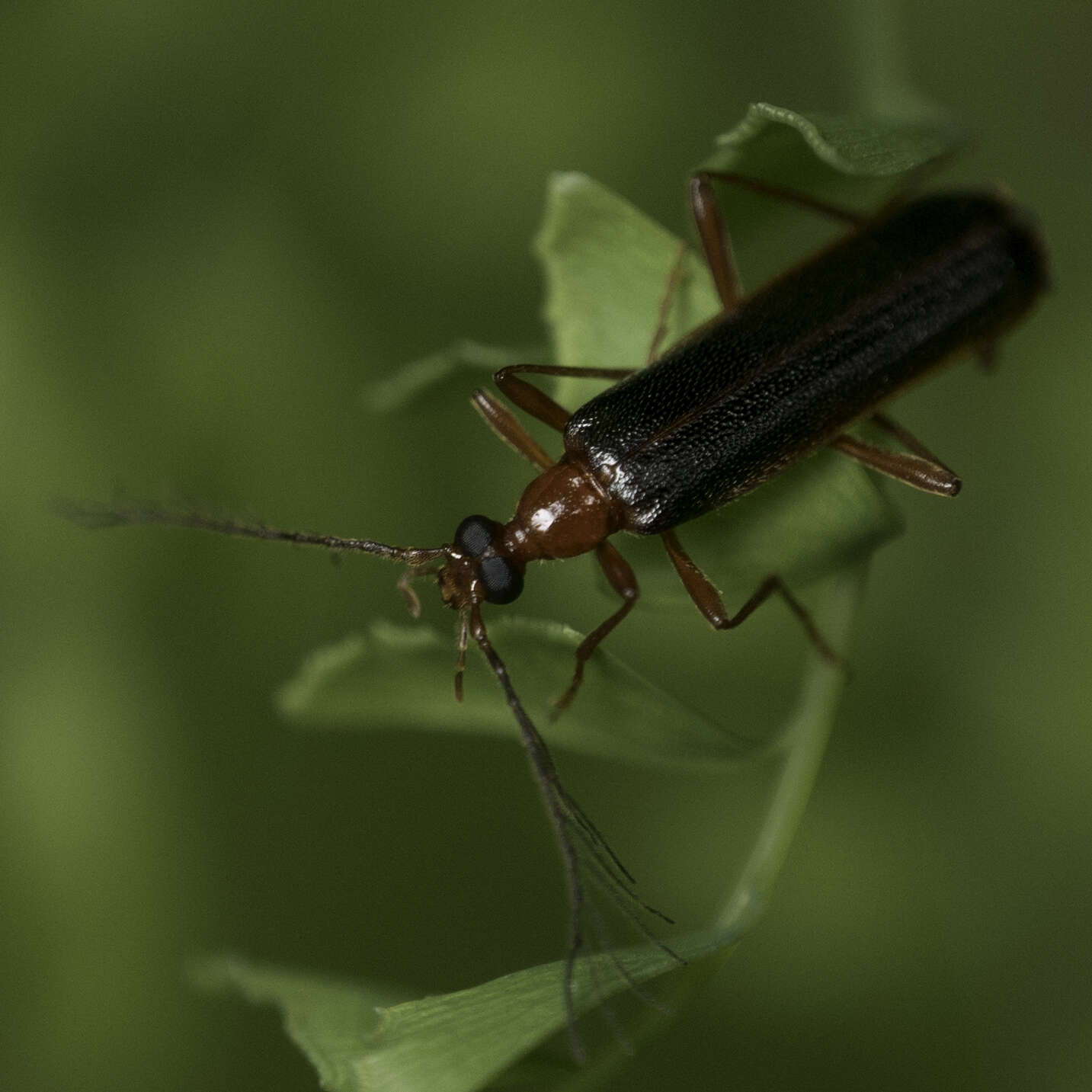 Слика од <i>Dendroides marginatus</i> Van Dyke 1928