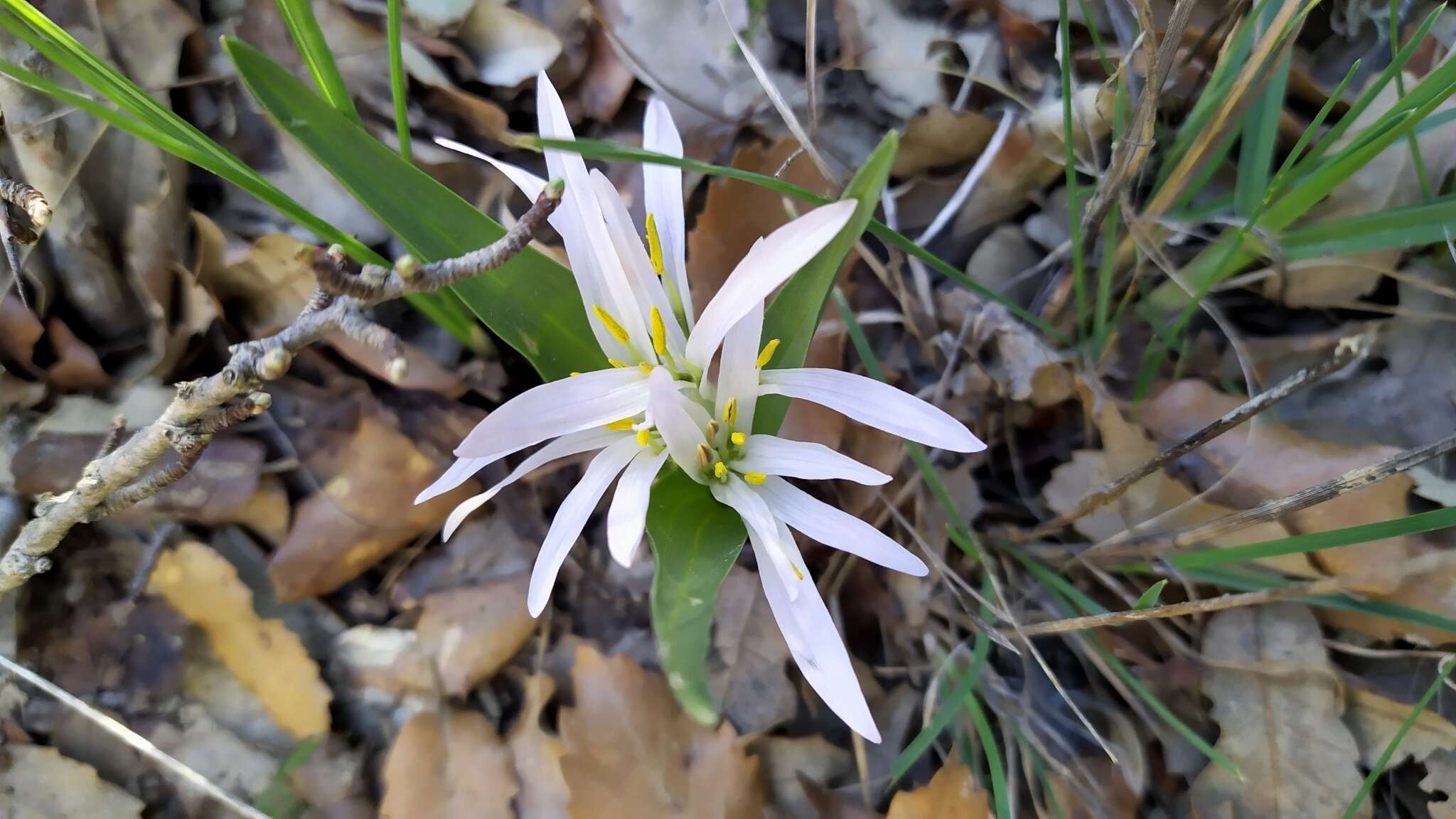 Image of Colchicum androcymbioides (Valdés) K. Perss.