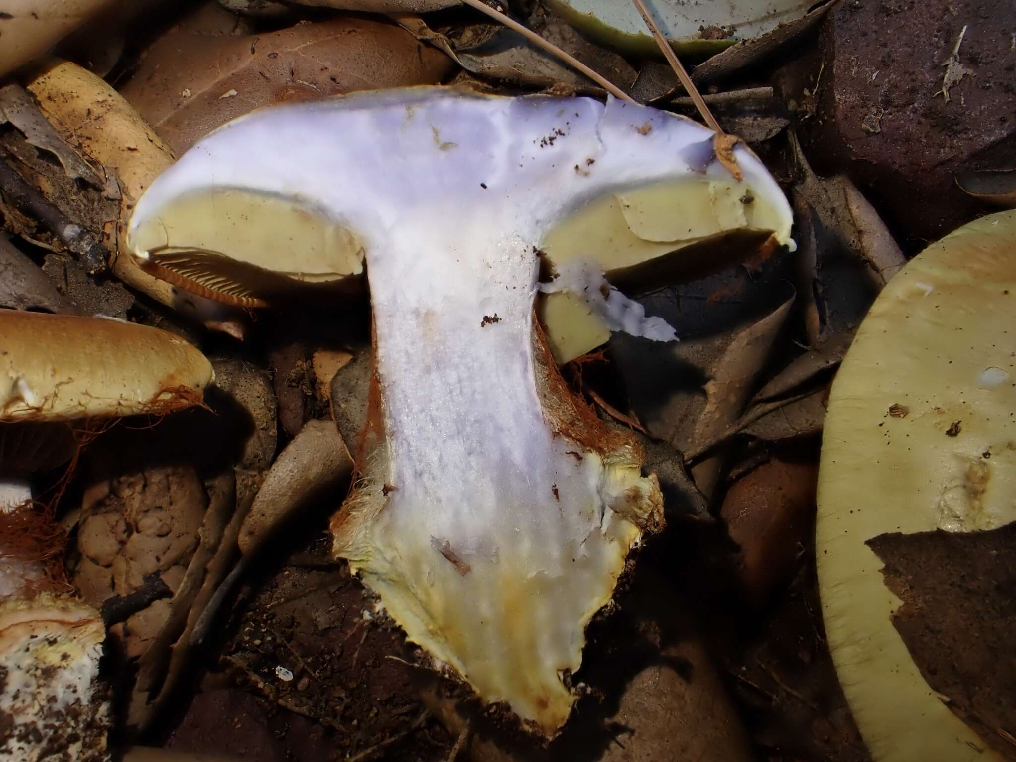 Imagem de Cortinarius cedretorum Maire 1914