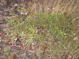 Image of nodding coneflower