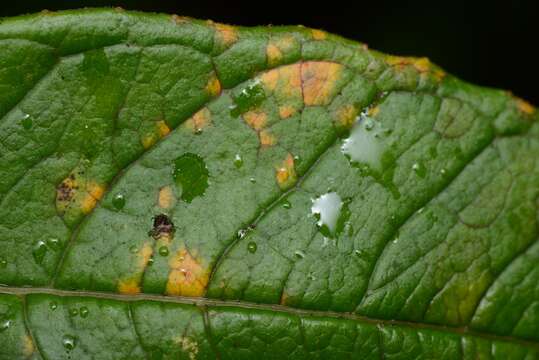 Image of Mikronegeria fuchsiae P. E. Crane & R. S. Peterson 2007