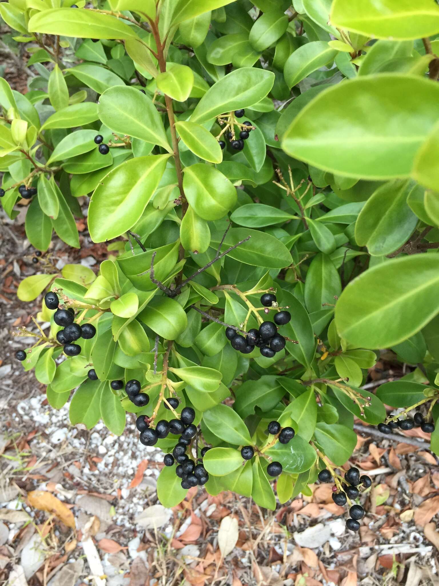 Слика од Ardisia escallonioides Schiede & Deppe ex Schltdl. & Cham.