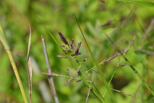 Image of Red-Top Cut-Throat Grass