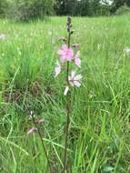 Image of dwarf checkerbloom