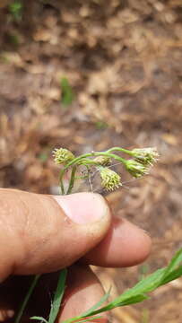 Plancia ëd Baccharis occidentalis S. F. Blake