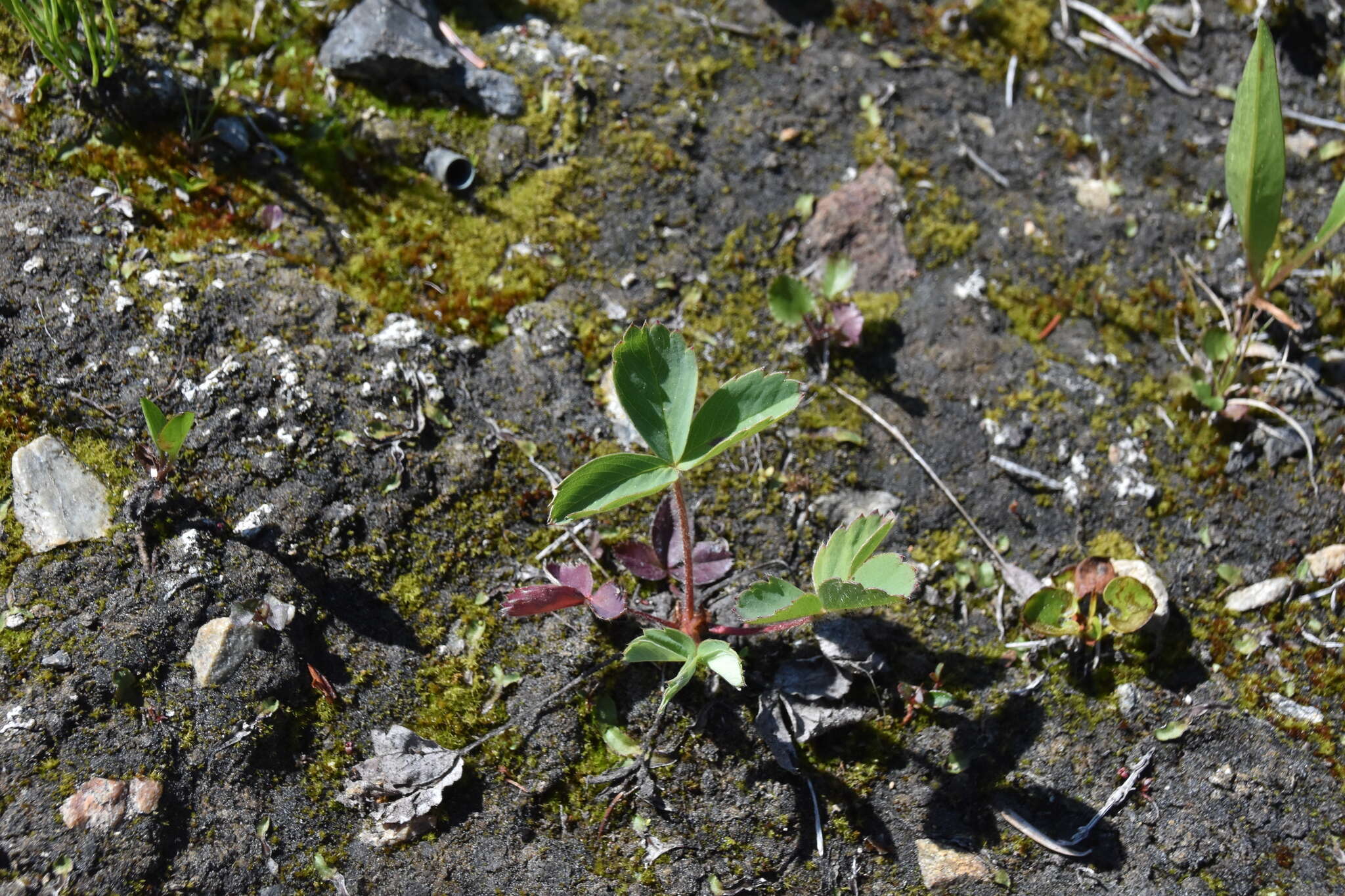 Image of Virginia strawberry