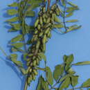 Image of Indigofera densiflora M. Martens & Galeotti